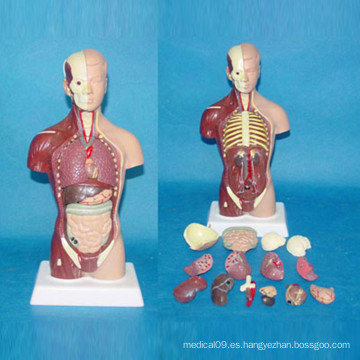 De alta calidad de enseñanza médica torso humano modelo anatómico (r030113)